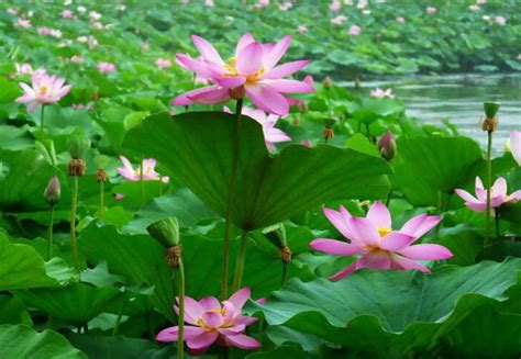 家裡可以種蓮花嗎|蓮花種植土壤及環境